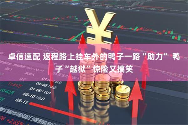 卓信速配 返程路上挂车外的鸭子一路“助力” 鸭子“越狱”惊险又搞笑